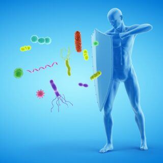 Das Immunsystem – Wie es funktioniert und wie Sie es stärken können Das Immunsystem – Wie es funktioniert und wie Sie es stärken können