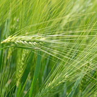 Gerstengras Gerstengras – Ein würdiges Superfood?