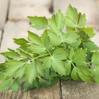 Liebstöckel Liebstoeckel_Mehr-als-ein-aromatisches-Gewuerzkraut
