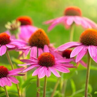 Roter Sonnenhut Roter-Sonnenhut_Echinacea-purpurea-scaled