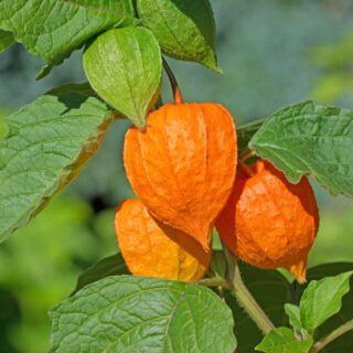 Physalis Vitaminbombe-Physalis_Alles-ueber-die-Andenbeere-scaled
