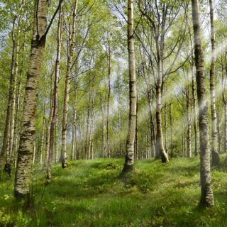 Heuschnupfen Heuschnupfen - Ursachen, Symptome und Behandlung