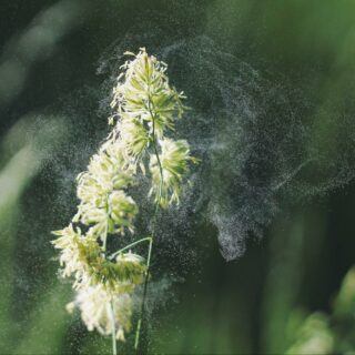 Pollenallergie Pollenallergie – Ursachen, Symptome und Behandlung